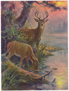 Vintage wildlife print circa 1900-1930s